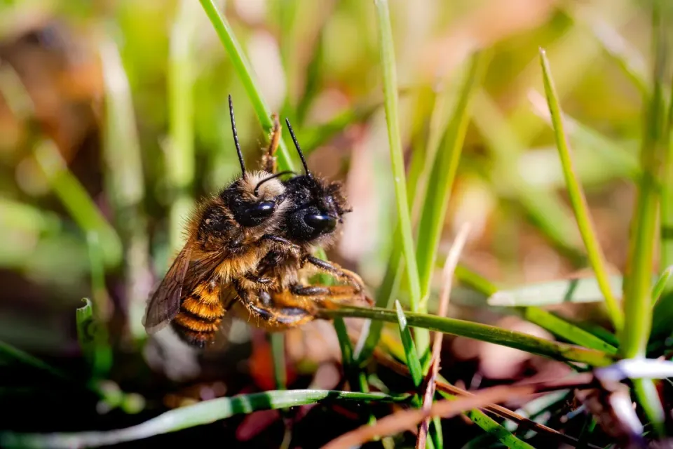 Honey Bee — Nature — Honey Bee, Bee, Grass Blade, Nature, Pest Control