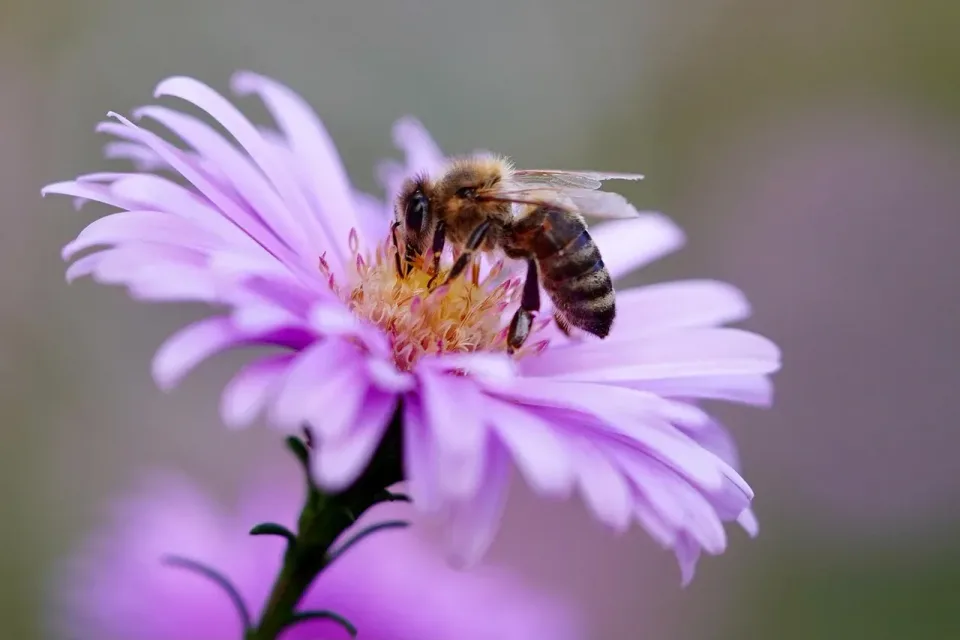 Honey Bee — Nature — Honey Bee, Aster Flower, Flower Petals, Nature, Pest Control