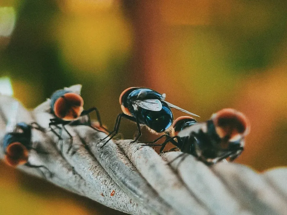 House Flies — Pest Control — House Flies, Insect Legs, Insect Wings, Pest Control, Pest Control