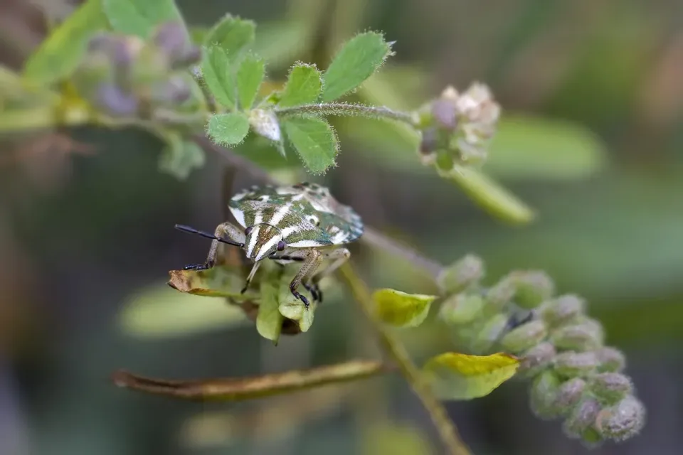 Stink Bug — Outdoor Stink Bug — Outdoor — Stink Bug, Shield Bug, Insect Antenna, Outdoor, Pest Control