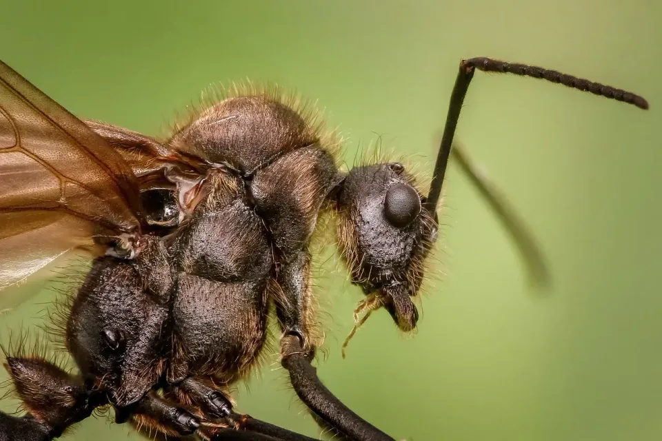 Winged Ant — Pest Control — Winged Ant, Ant Head, Compound Eye, Pest Control, Pest Control